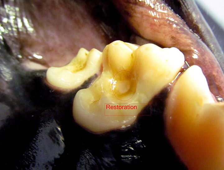 Dog Cavity - Restoration