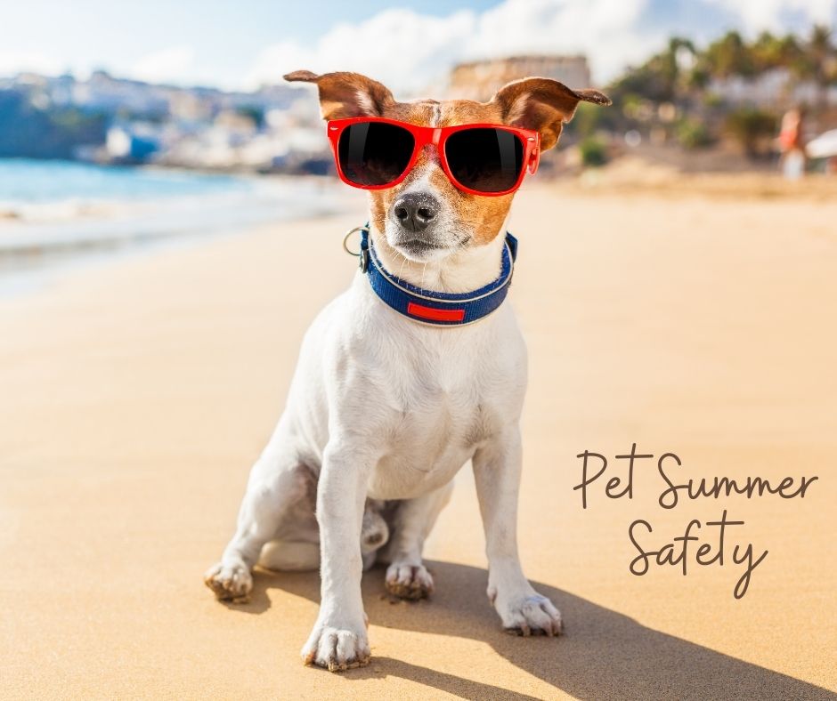 Summer Safety Tips for Pets